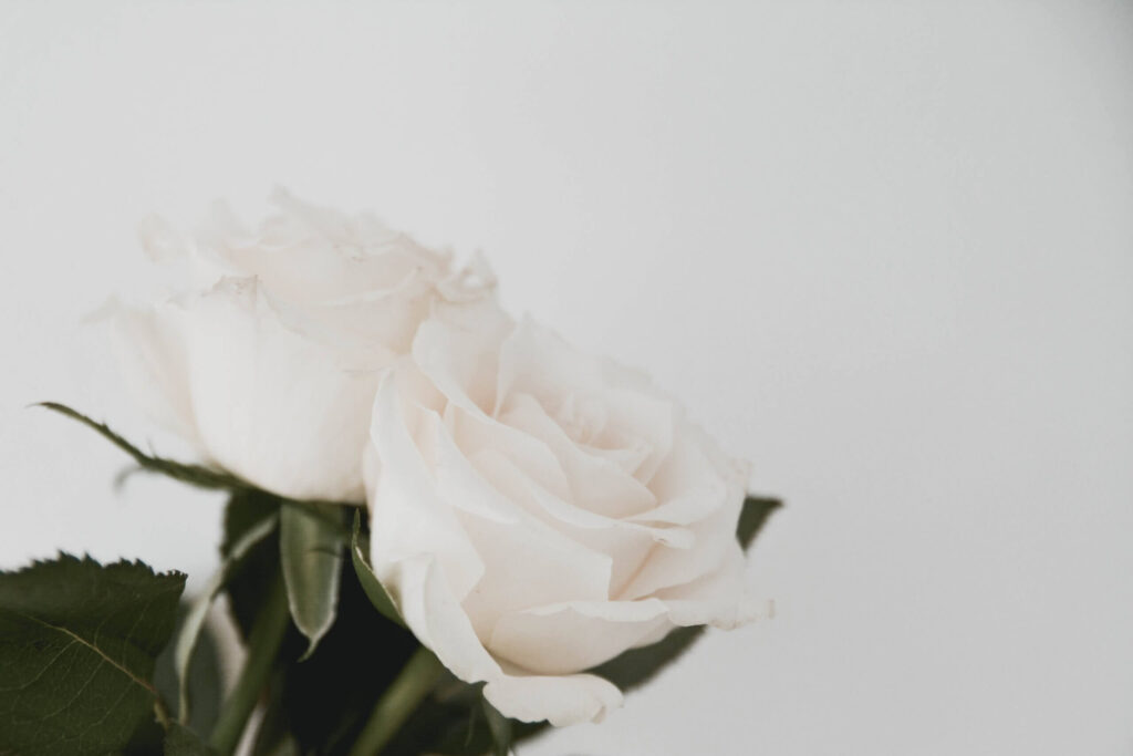 白いバラの花言葉とは